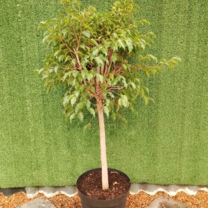 FICUS BENJAMINA STANDARD 35CM