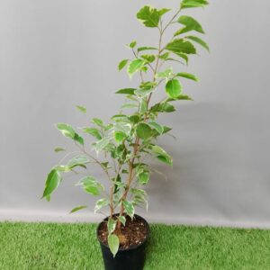 FICUS BENJAMINA VARIEGATED (BUSH) 14CM