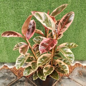 FICUS ELASTICA RUBY 24CM