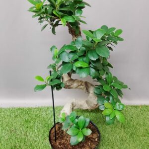 FICUS GINSENG 50CM
