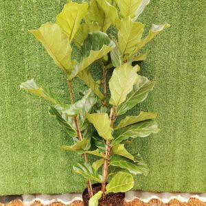 FICUS LYRATA 30CM