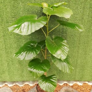 FICUS UMBELLATA 23CM