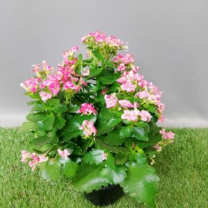 KALANCHOE ELSE FLOWERS 14CM