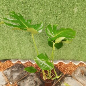 MONSTERA DELICIOSA 23CM