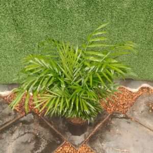 PALM CHAMAEDOREA ELEGANS 14CM