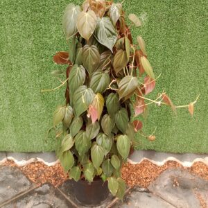 PHILODENDRON MICANS 25CM