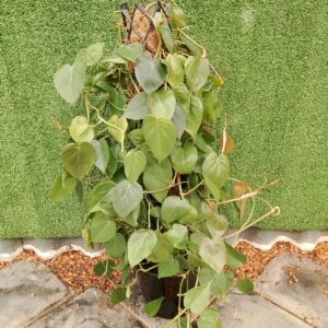 PHILODENDRON SCANDEN 25CM