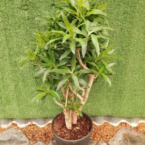 PLEOMELE REFLEXA 30CM
