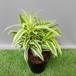 PLEOMELE SONG OF INDIA 15CM