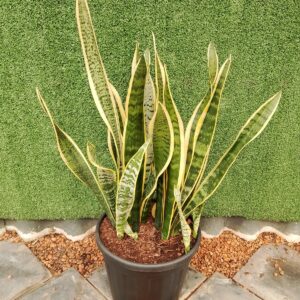 SANSEVIERA LAURENTII 30CM