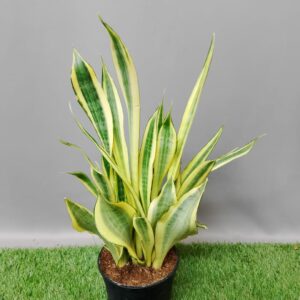 SANSEVIERIA WATER LEAF H40-50CM
