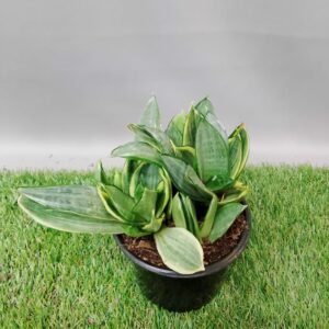 SANSEVIERIA WHITNEY 12CM
