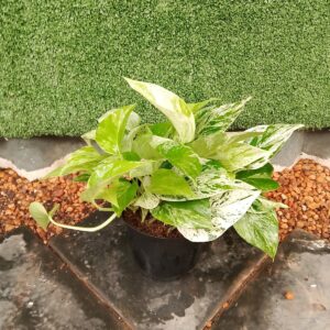 SCINDAPSUS MARBLE QUEEN 15CM