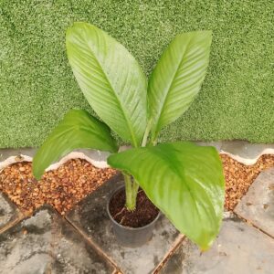SPATHIPHYLLUM SENSATION 14CM
