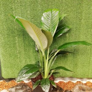 SPATHIPHYLLUM SENSATION 35CM