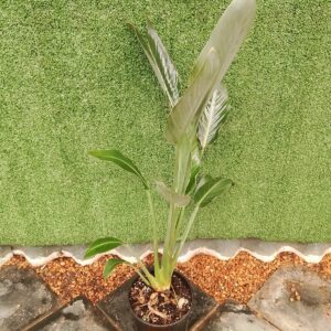 STRELITZIA REGINAE 19CM