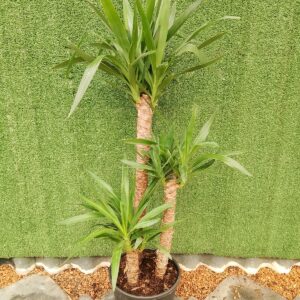 YUCCA CANE 30CM