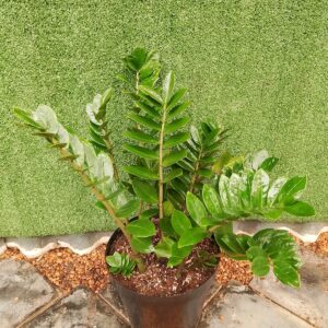 ZAMIOCULCAS ZAMIFOLIA 30CM