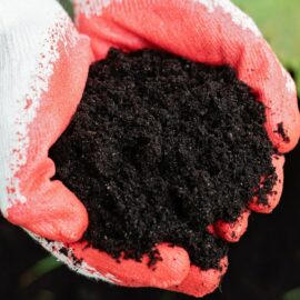 Why winter feeding still matters for a healthy garden