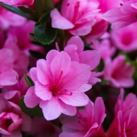 How to care for azaleas: a beginner gardener’s guide