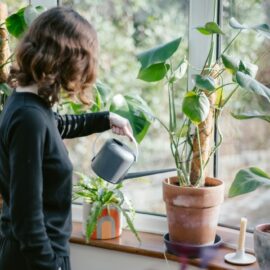Why your plants struggle in winter (and how to fix it)
