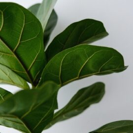 The ultimate fiddle leaf fig survival guide