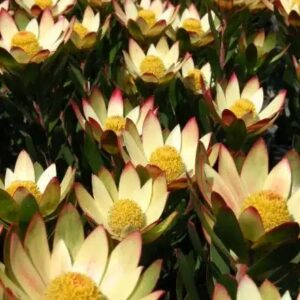 LEUCADENDRON HARVEST 15CM