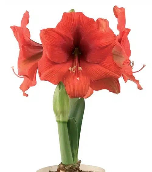 GOLD MEDAL -ORANGE RED BULBS