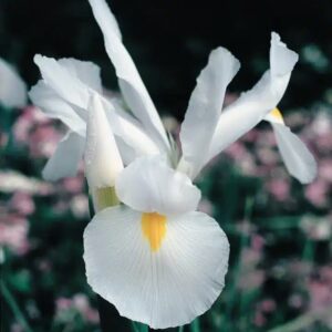 DUTCH IRIS WHITE BULBS