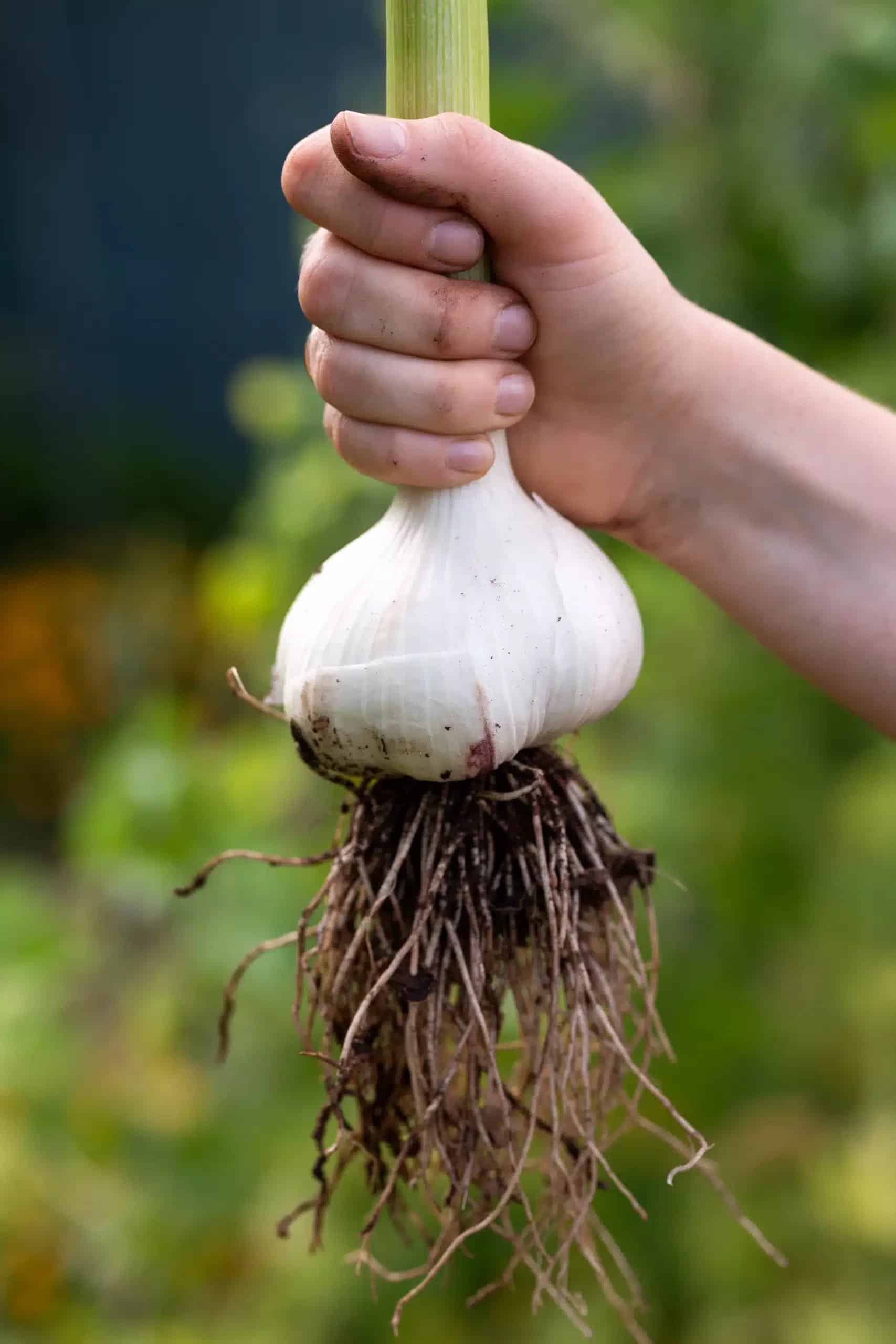 GARLIC ELEPHANT (GIANT) BULBS
