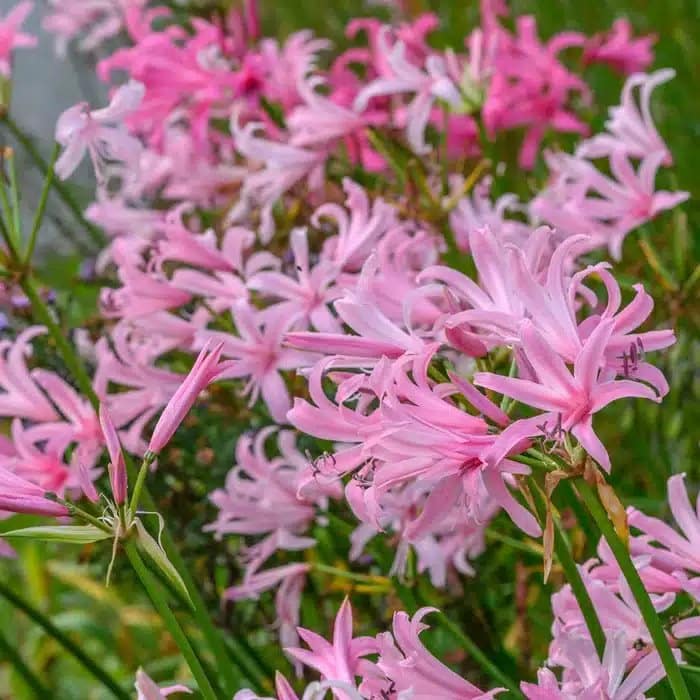 NERINE FOLIFOLIA PINK BULBS