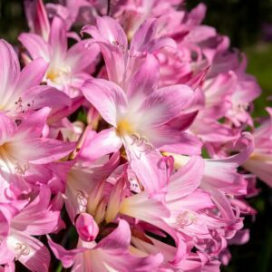 AMARYLLIS BELLADONNA BULBS
