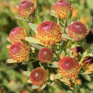 LEUCADENDRON AYOBA AFRICAN POP 15CM