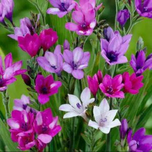 BABIANA BULBS