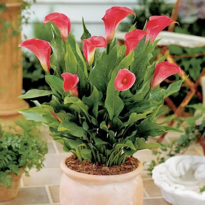ZANTEDESCHIA PINK PERSUASION BULBS