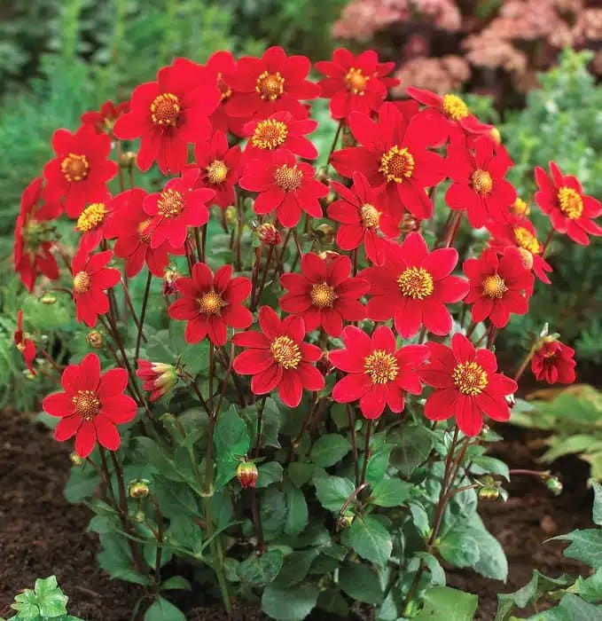 DAHLIA TOP MIX RED BULBS