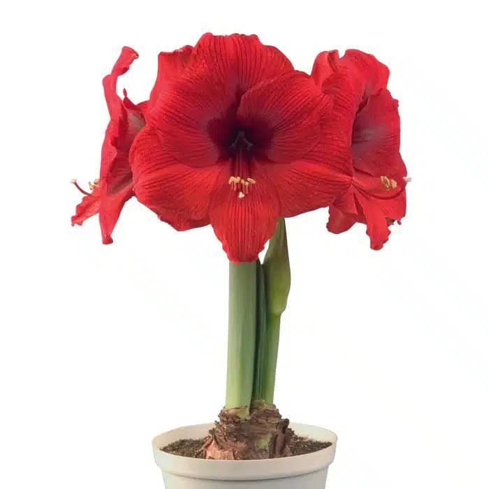 AMARYLLIS DOUBLE SIX - BRILLIANT RED BULBS