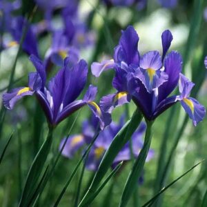 DUTCH IRIS DARK BLUE BULBS
