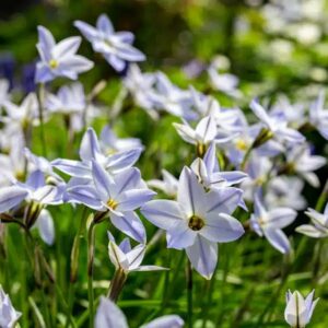 IPHEION VALUE PACK BULBS
