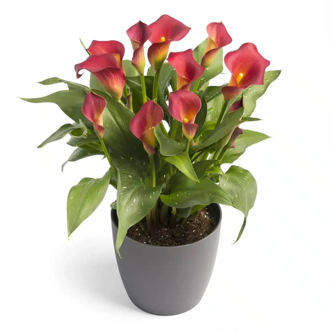 ZANTEDESCHIA KASAI BULBS