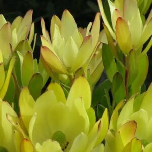LEUCADENDRON GOLDEN TULIP 15CM