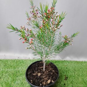 CHAMELAUCIUM UNCINATUM 17CM