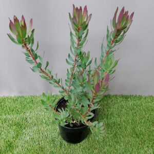 LEUCADENDRON HARVEST GIRL 15CM