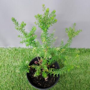 PHYLICA PINEA 15CM