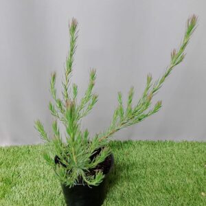 LEUCADENDRON JUBILEE CROWN 15CM