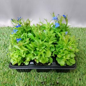 SEEDLING 6 PK LOBELIA