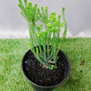 AGATHOSMA APICULATA 15CM
