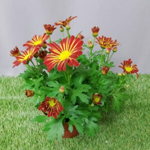 CHRYSANTEMUM 15CM