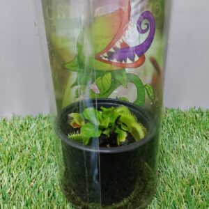 VENUS FLYTRAP 9CM
