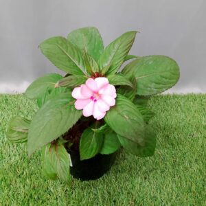 IMPATIENS SUNPATIENS ASSORTED 15CM